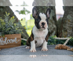 Small #1 Faux Frenchbo Bulldog
