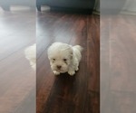 Small #1 Shih Tzu