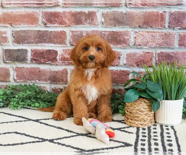 Medium Photo #5 Cavapoo (Miniature) Puppy For Sale in SYRACUSE, IN, USA