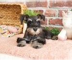Small #3 Schnauzer (Miniature)