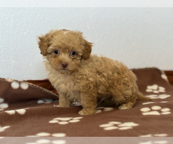Medium Photo #2 Poodle (Toy)-Zuchon Mix Puppy For Sale in TUCSON, AZ, USA