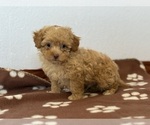 Small #1 Poodle (Toy)-Zuchon Mix
