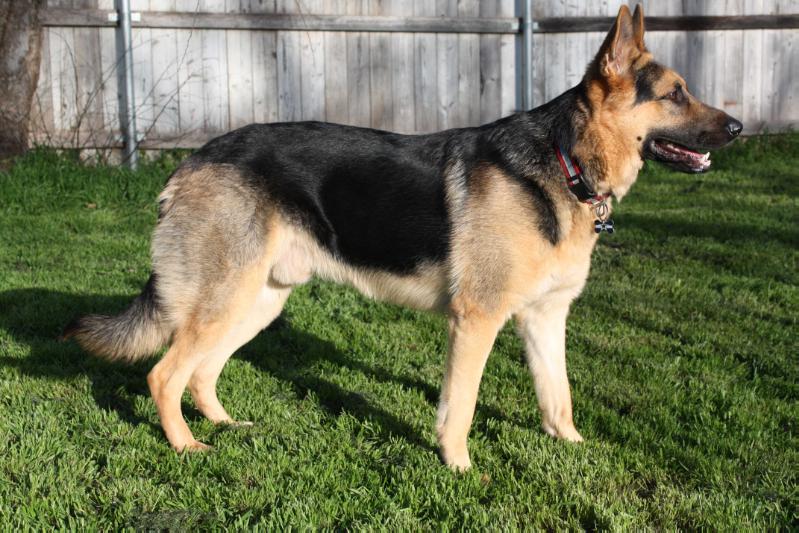 Medium Photo #1 German Shepherd Dog Puppy For Sale in CANTON, TX, USA