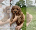Small #8 Goldendoodle (Miniature)