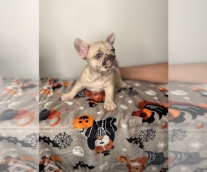French Bulldog Puppy for sale in HAVERHILL, MA, USA