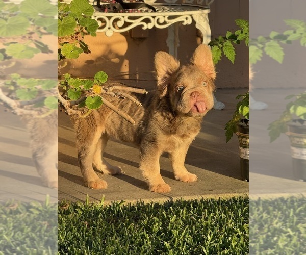 Medium Photo #3 French Bulldog Puppy For Sale in ATHERTON, CA, USA