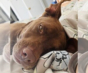 Lucy Ann - Adopt Me! - Female American Staffordshire Terrier-Labrador Retriever Mix Dog for Adoption - Photo #2