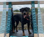 Small #7 Rottweiler