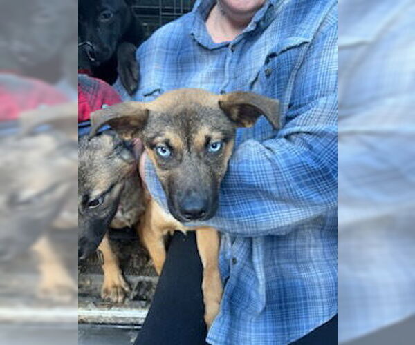 Medium Photo #1 German Shepherd Dog-Unknown Mix Puppy For Sale in columbia, SC, USA
