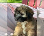 Small #1 Dachshund Mix