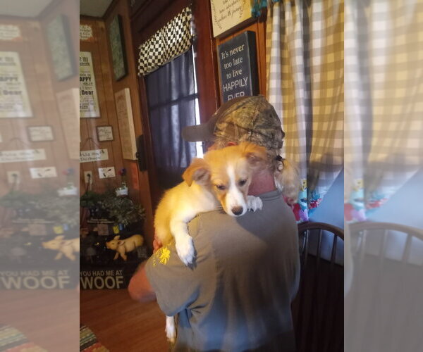 Medium Photo #1 Collie Puppy For Sale in Evansville, IN, USA