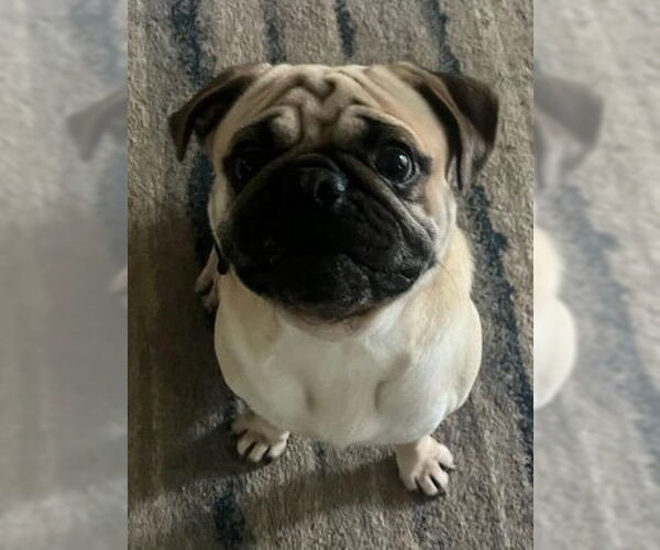 Medium Photo #4  Puppy For Sale in , 