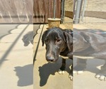 Small #1 Labrador Retriever Mix