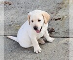 Small Photo #1 Labrador Retriever Puppy For Sale in CONNERSVILLE, IN, USA