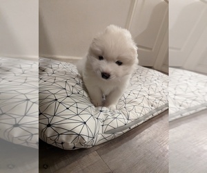 Samoyed Puppy for Sale in DALLAS, Texas USA