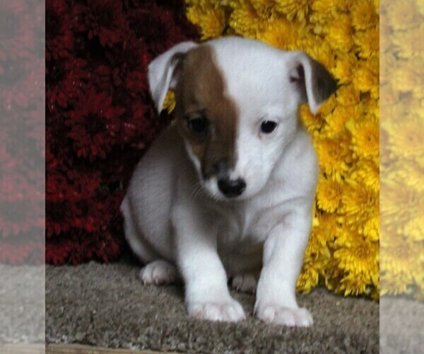 Medium Photo #1 Jack Russell Terrier Puppy For Sale in FREDERICKSBURG, OH, USA