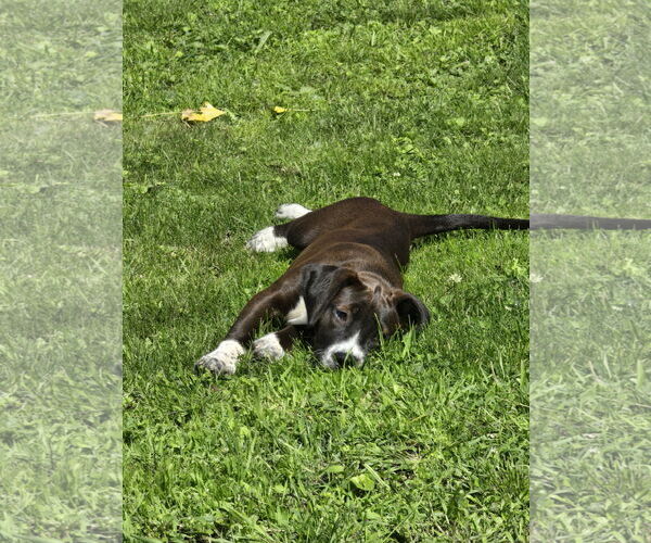 Medium Photo #4 Labrador Retriever-Unknown Mix Puppy For Sale in Brooklyn Center, MN, USA