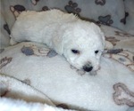 Small Photo #5 Bichon Frise Puppy For Sale in WINSTON SALEM, NC, USA