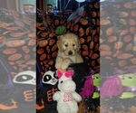 Small Photo #2 Goldendoodle Puppy For Sale in EAST POINT, GA, USA
