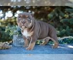 Small Photo #4 American Bully Puppy For Sale in TOPEKA, IN, USA