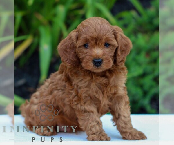 Medium Photo #4 Cavapoo Puppy For Sale in LITITZ, PA, USA