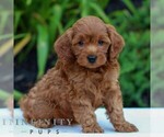 Small #3 Cavapoo