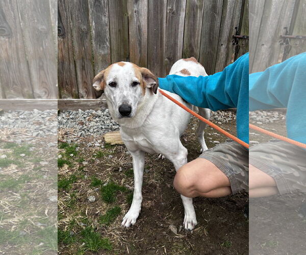 Medium Photo #4 Mutt Puppy For Sale in Thomasville, NC, USA