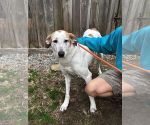Fantasia - Female Mutt Dog for Adoption - Photo #4