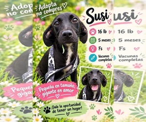 Labrador Retriever Dogs for adoption in NYC, NY, USA