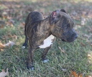 American Bully-Bullypit Mix Puppy for sale in HAZEL GREEN, AL, USA