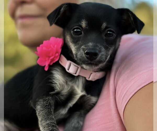 Medium Photo #2 Chiweenie Puppy For Sale in Phoenix, AZ, USA