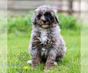 Bernedoodle (Miniature) Puppy for sale in DENVER, PA, USA