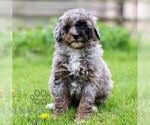 Small Bernedoodle (Miniature)