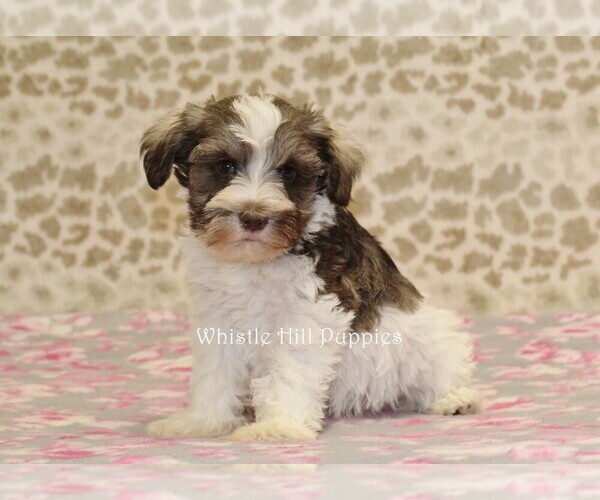 Medium Photo #2 Schnauzer (Miniature) Puppy For Sale in DENVER, PA, USA