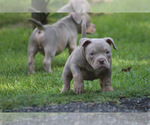Small Photo #16 American Bully Puppy For Sale in MOUNT OLIVE, AL, USA