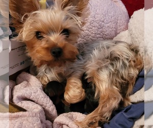 Mother of the Yorkshire Terrier puppies born on 11/18/2022
