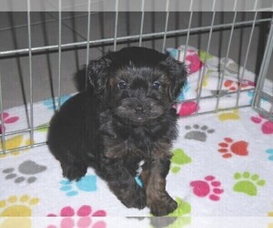 YorkiePoo Puppy for sale in ORO VALLEY, AZ, USA