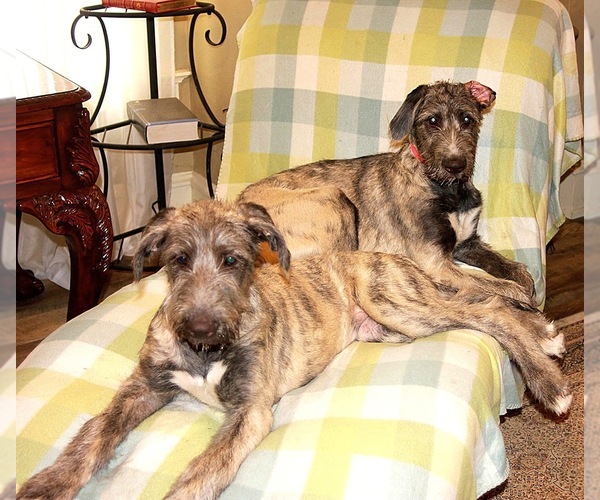Medium Photo #1 Irish Wolfhound Puppy For Sale in BERESFORD, SD, USA