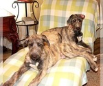 Small Irish Wolfhound