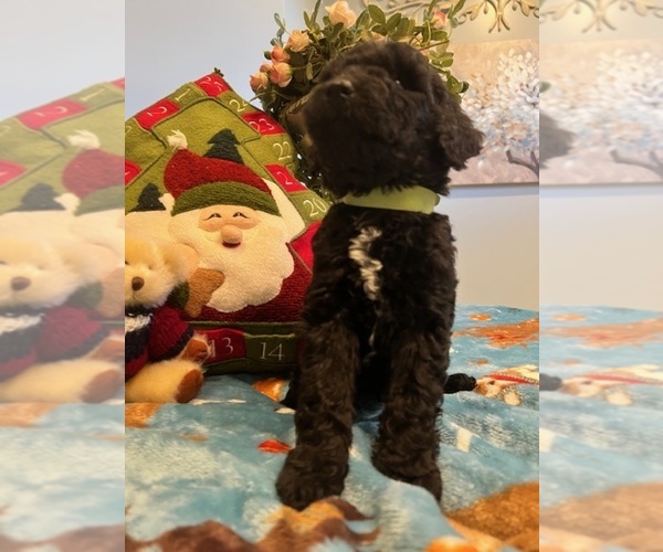 Medium Photo #15 Goldendoodle Puppy For Sale in NEW LONDON, NC, USA