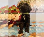 Small Photo #15 Goldendoodle Puppy For Sale in NEW LONDON, NC, USA