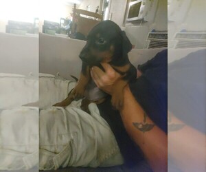 Doberman Pinscher Puppy for sale in SILVER SPGS, FL, USA
