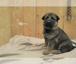 Small Photo #2 German Shepherd Dog Puppy For Sale in ZANESVILLE, OH, USA