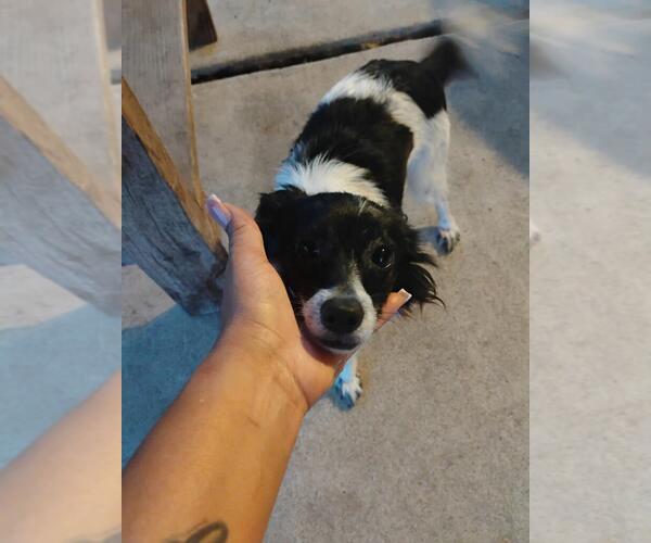 Medium Photo #1 Chihuahua-Unknown Mix Puppy For Sale in The Woodlands, TX, USA