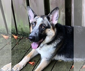 Mother of the German Shepherd Dog puppies born on 03/30/2025