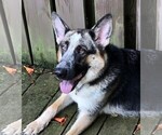 Small Photo #1 German Shepherd Dog Puppy For Sale in OSTRANDER, OH, USA