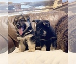 Small Photo #9 German Shepherd Dog Puppy For Sale in BRIGHTON, CO, USA