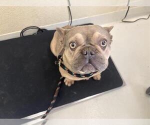 French Bulldog Dogs for adoption in Santa Cruz, CA, USA