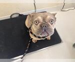Small French Bulldog
