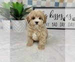 Small #3 Cavapoo (Miniature)